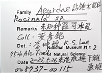 未知種羅司水虱藏品圖，第16張