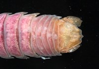 未知種羅司水虱藏品圖，第20張