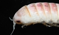 未知種浪漂水虱藏品圖，第4張