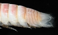 未知種浪漂水虱藏品圖，第5張