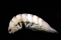 未知種浪漂水虱藏品圖，第6張