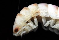 未知種浪漂水虱藏品圖，第7張