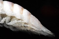 未知種浪漂水虱藏品圖，第8張