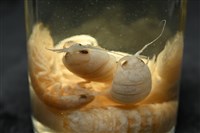 未知種浪漂水虱藏品圖，第9張