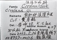 未知種浪漂水虱藏品圖，第10張