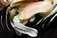 脊尾齒指蝦蛄藏品圖，第3張