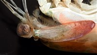 脊尾齒指蝦蛄藏品圖，第7張