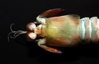 脊尾齒指蝦蛄藏品圖，第10張