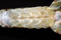脊尾齒指蝦蛄藏品圖，第15張