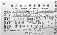 脊尾齒指蝦蛄藏品圖，第18張