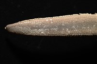 砂海星藏品圖，第2張