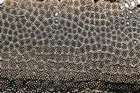 砂海星藏品圖，第4張