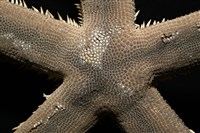 砂海星藏品圖，第5張