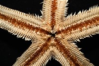 砂海星藏品圖，第6張