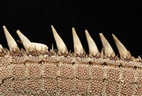 砂海星藏品圖，第9張