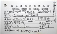 砂海星藏品圖，第12張