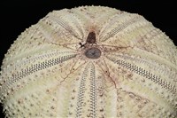 輻星肛海膽藏品圖，第4張