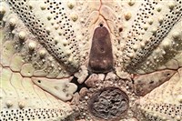 輻星肛海膽藏品圖，第6張
