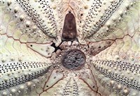 輻星肛海膽藏品圖，第7張