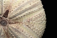 輻星肛海膽藏品圖，第9張