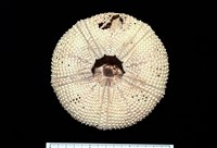 輻星肛海膽藏品圖，第16張
