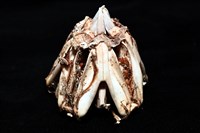 輻星肛海膽藏品圖，第18張