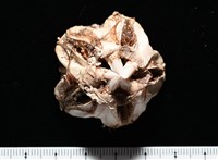 輻星肛海膽藏品圖，第19張
