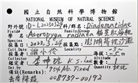 輻星肛海膽藏品圖，第20張