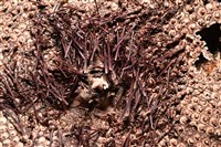 輻星肛海膽藏品圖，第4張