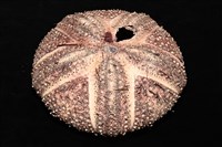 輻星肛海膽藏品圖，第8張