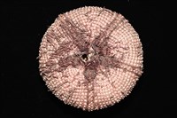 輻星肛海膽藏品圖，第10張
