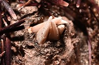 輻星肛海膽藏品圖，第13張