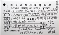 輻星肛海膽藏品圖，第14張