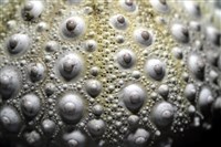 口鰓海膽藏品圖，第5張