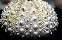 口鰓海膽藏品圖，第6張