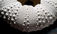 口鰓海膽藏品圖，第8張