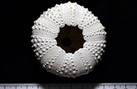 口鰓海膽藏品圖，第10張