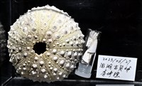 口鰓海膽藏品圖，第11張