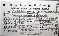 口鰓海膽藏品圖，第12張