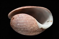 棗螺藏品圖，第8張