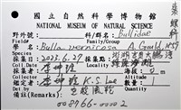 棗螺藏品圖，第12張