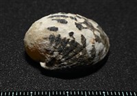 漁舟蜑螺藏品圖，第3張