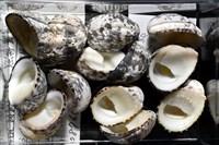 漁舟蜑螺藏品圖，第8張