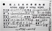 未知種瓣形纓腕蟲藏品圖，第8張