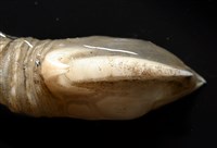 司氏鎧茗荷藏品圖，第8張