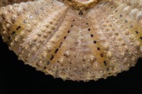 粒毛冠海膽藏品圖，第3張