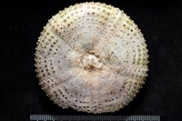 粒毛冠海膽藏品圖，第5張