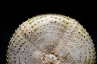 粒毛冠海膽藏品圖，第6張