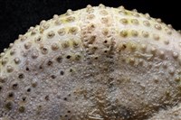 粒毛冠海膽藏品圖，第7張
