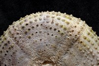 粒毛冠海膽藏品圖，第8張